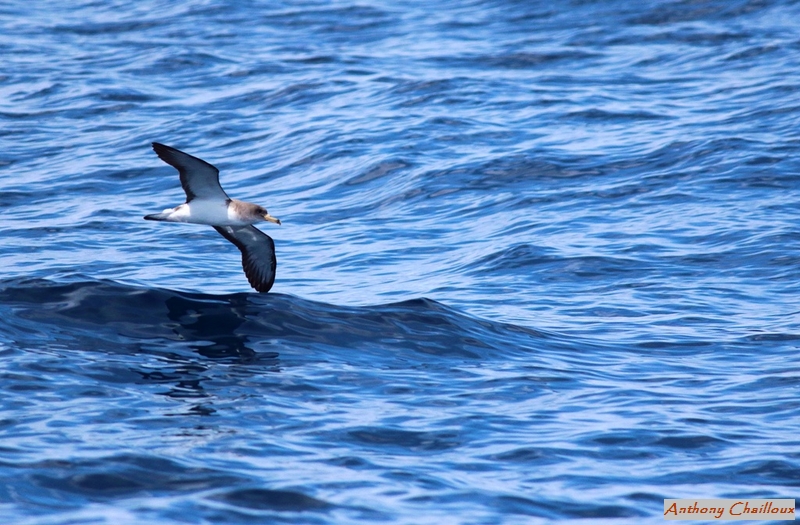 Puffin scopoli__.JPG